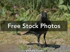 Image result for Crow Meme Family