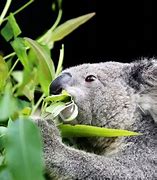 Image result for Los Koalas