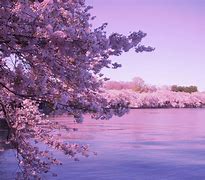 Image result for Cherry Blossom Wallpaper Desktop