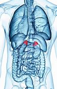 Image result for Where Are Adrenal Glands