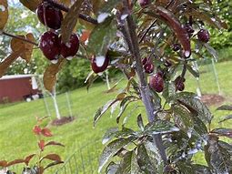 Image result for Hollywood Plum Tree