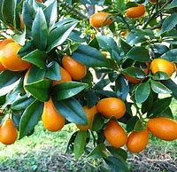 Image result for Kumquat Citrus Fruit Tree