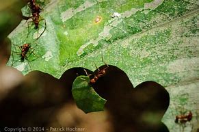 Image result for Leaf Cutter Ants Costa Rica