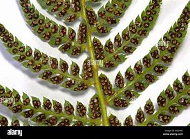 Image result for Athyrium Fern Seeds