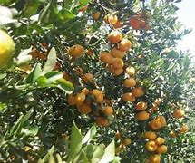 Image result for Mandarin Family Tree