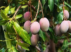 Image result for Mango Fruitr Arrangements