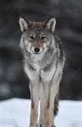 Image result for Eastern Wolf Habitat