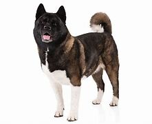 Image result for Akita AKC