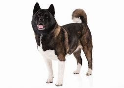 Image result for Akita AKC