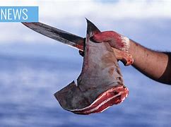 Image result for Shark Finning