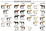 Image result for Osland Coat