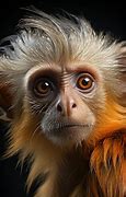 Image result for Macaque Cute