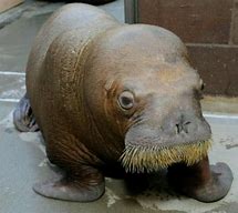 Image result for Baby Walrus Being Born