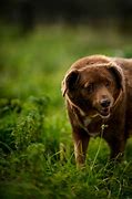 Image result for Oldest Dog Ever Recorded