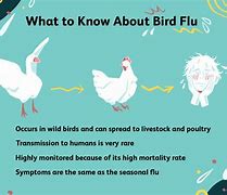 Image result for What Is the Bird Flu Virus