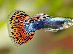 Image result for Guppy Colony