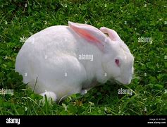 Image result for French Rabbit