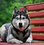 Image result for Cool Husky Backgrounds