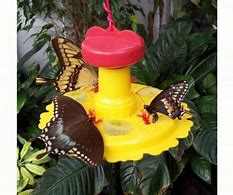 Image result for Butterfly Feeder Bowl