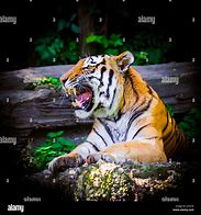 Image result for Alamy Tiger