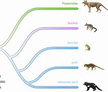 Image result for Thylacine Habitat