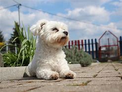 Image result for Adorable Maltese