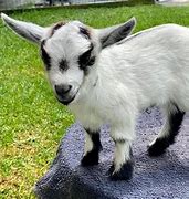 Image result for Pygmy Goat