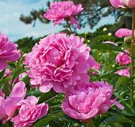 Image result for Pink Kind Flower