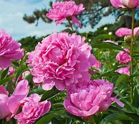 Image result for Pink Long Flowers