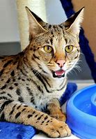 Image result for Half Serval Cat