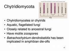 Image result for Chytridiomycota Fish Tank