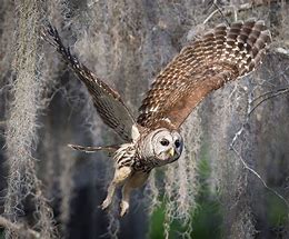 Image result for Barred Owl Gifts