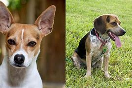 Image result for Bluetick Rat Terrier