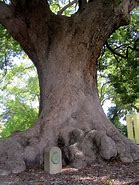 Image result for Camphor Tree Bonsai