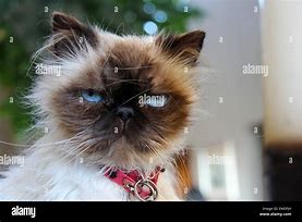 Image result for Scruffy Black Cat