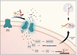 Image result for Paracetamol TRPV1