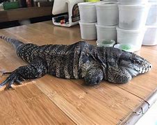 Image result for Tegu Jowls