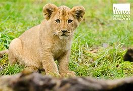 Image result for male lion cub names