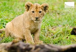 Image result for male lion cub names