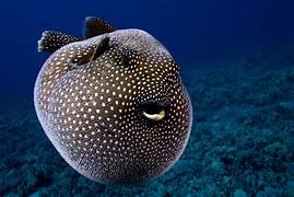 Image result for Popal Fish