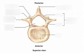 Image result for Body Foramen