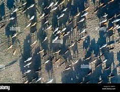 Image result for cattle herd aerial view