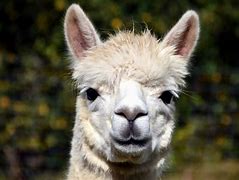 Image result for lama animal