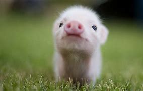 Image result for Baby Animal Hugables