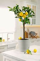 Image result for Dwarf Lemon Tree Indoor