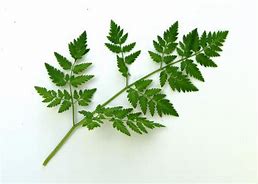 Image result for Poison hemlock