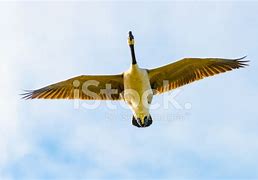 Image result for Goose In-Flight