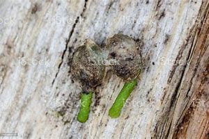 Image result for Mistletoe Seeds