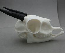 Image result for Dik Dik Skull