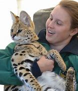 Image result for African Serval House Cat